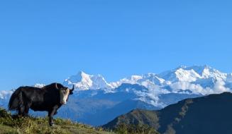 तीनसिमानामा राष्ट्रिय याक दिवस मनाइने, लोपोन्मुख याक–चौँरी संरक्षणमा जोड
