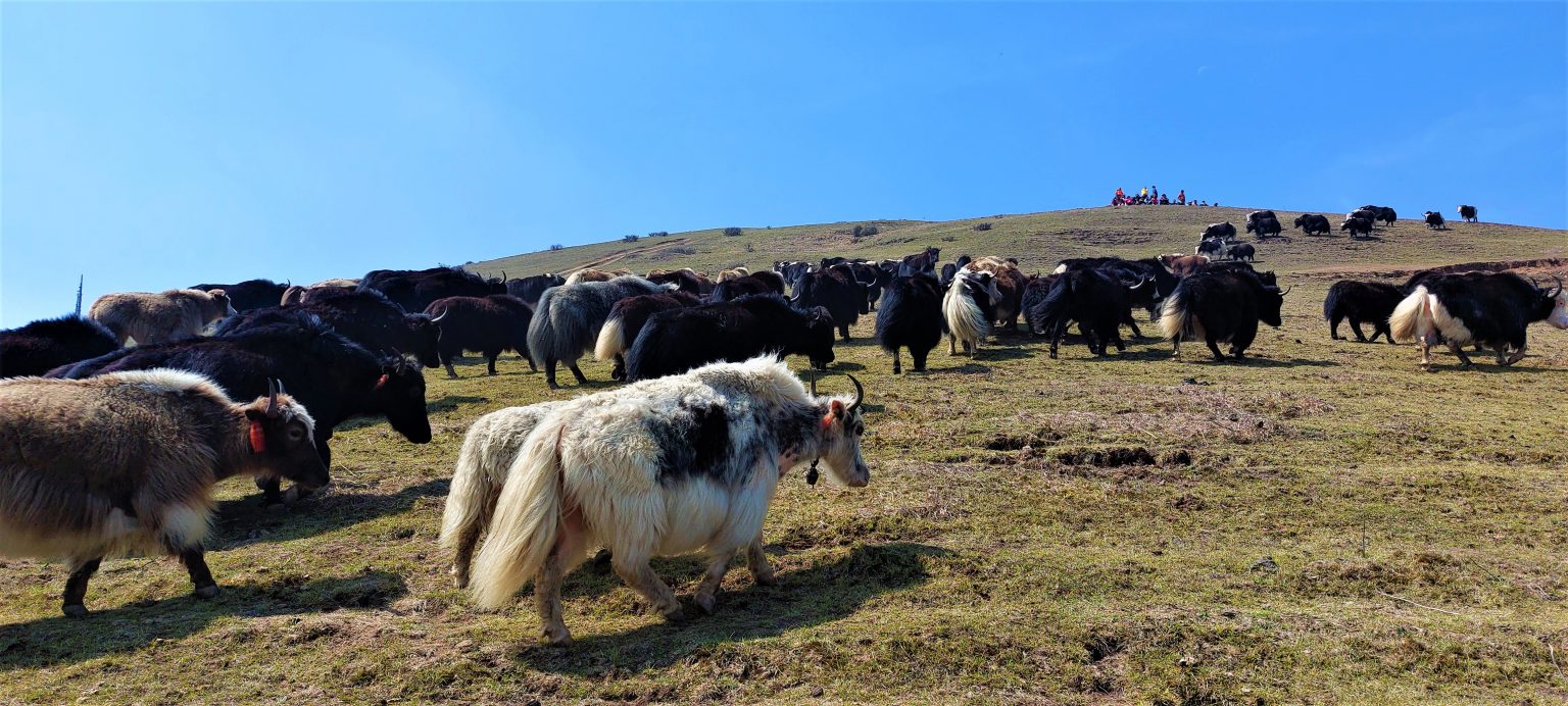 फालेलुङका चौँरी गोठदेखि राष्ट्रिय पहिचानसम्म: घट्दो परम्परा, बढ्दो चिन्ता